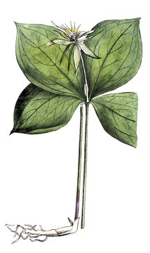 European poisonous plants, four-leaf berry, Paris quadrifolia, digitally restored reproduction from a 19th century model, exact date of presentation unknown, historical