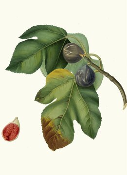 Fico melograno, variation of the real fig, authentic, digitally restored reproduction from a 19th century model, exact date of depiction unknown, historical