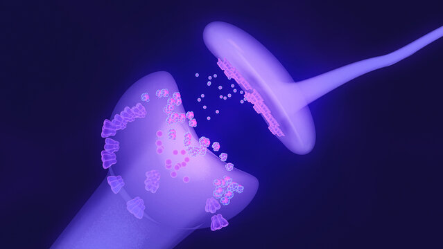 Neuron synapse transmitting signals in brain activity