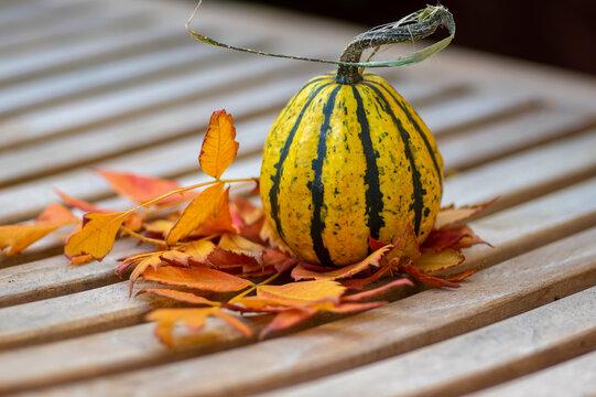 Striped yellow gourd with long stem on wooden slats, surrounded by dry autumn leaves in warm natural daylight