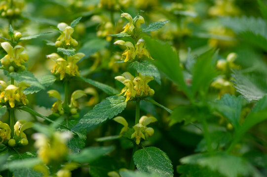 Yellow archangel Lamium galeobdolon blooming in woodland, natural groundcover plant
