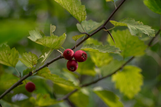 Red hawthorn berries growing on a branch with green leaves in autumn garden