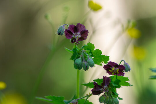 Geranium phaeum dark maroon flowers woodland wildflower macro detail