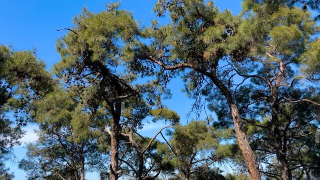Steadicam smooth lateral movement among tall Turkish pine trunks on Princes Islands in Istanbul. Wide angle view of Mediterranean forest silhouettes against clear blue sky
