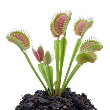Venus flytrap plant with green and red traps growing in dark soil isolated on transparent background