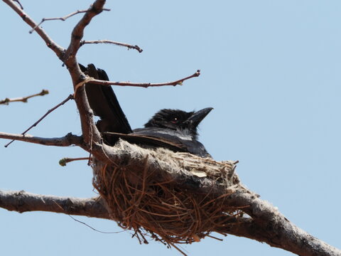 Fork tailed drongo bird sitting on nest