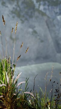 Plants and grass grow near the edge of a cliff overlooking the sea. The sun shines on the landscape. The cliff rises steeply behind the vegetation.