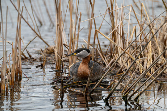 Red-Necked Grebe