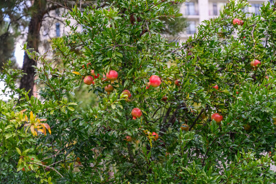 September 23, 2026, Tbilisi, Georgia: Pomegranate tree with ripe red fruits