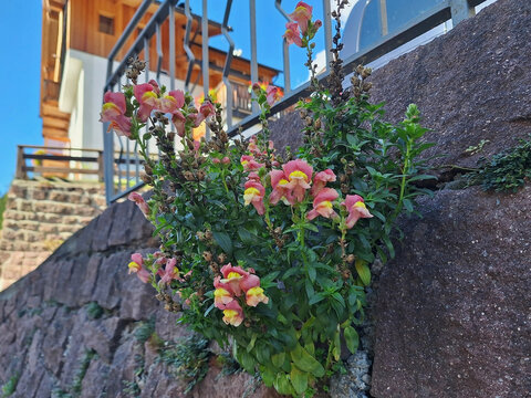 A bush of pink antirrhinum majus flowers grows in a stone fence along the road.