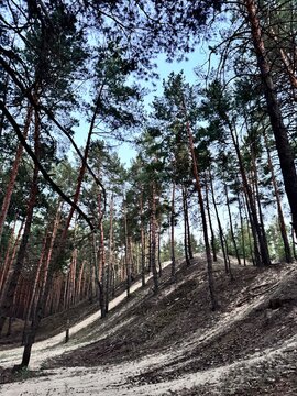  Tall pine trees growing on sandy hills and dunes in a dense forest against a clear blue sky.