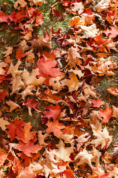 Colorful fall leaves