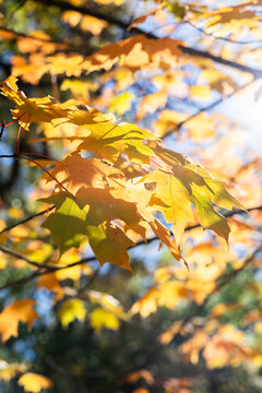 Colorful fall leaves