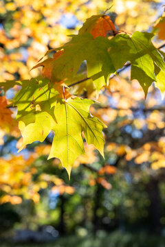 Colorful fall leaves