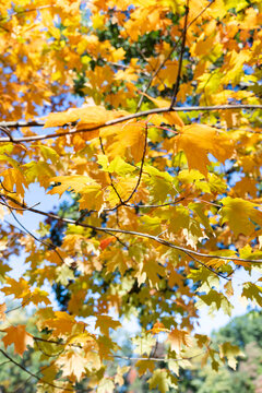 Colorful fall leaves