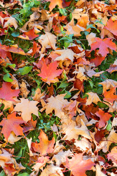 Colorful fall leaves