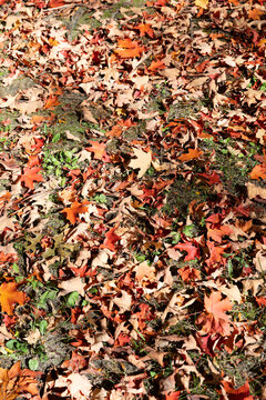 Colorful fall leaves