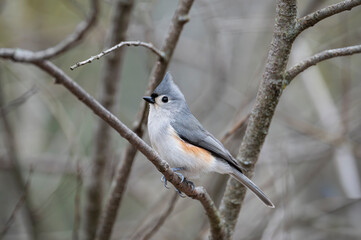Tufted Titmouse © Kieffer