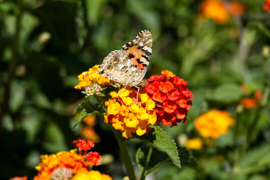 Painted Lady (Vanessa Cardui) Butterfly perched on a orange flower in Zurich, Switzerland