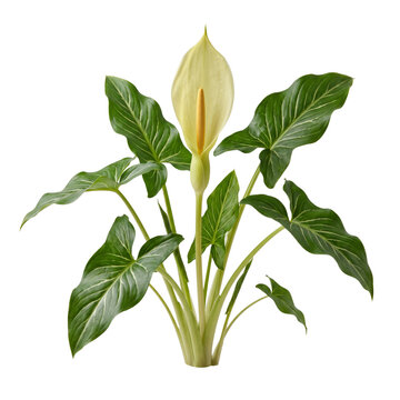 Italian arum plant featuring a creamy yellow green spathe and golden spadix surrounded by broad arrow shaped leaves isolated on transparent background