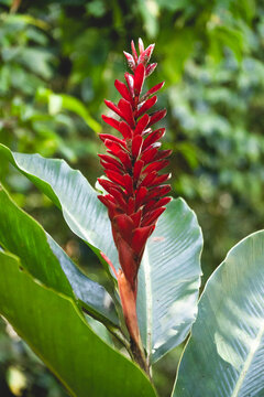 A red ginger (Alpinia purpurata), also known as alpinie pourpr&eacute;e or gingembre rouge, a tropical perennial plant from the ginger family (Zingiberaceae).