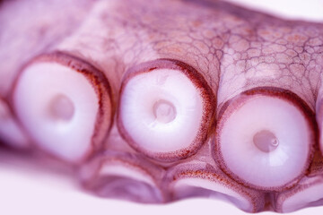 Close up octopus tentacles with suction cups, detailed marine texture, sea life pattern, underwater creature macro view, seafood concept, ocean biology and nature background, beauty marine life © kittyfly