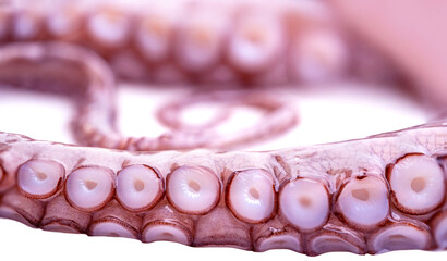 Close up octopus tentacles with suction cups, detailed marine texture, sea life pattern, underwater creature macro view, seafood concept, ocean biology and nature background, beauty marine life © kittyfly