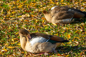 Egyptian geese Alopochen aegyptiaca cleaning feathers on lush green grass, enjoying grassy field, creating peaceful scene nature and wildlife, ornithology problems © kittyfly
