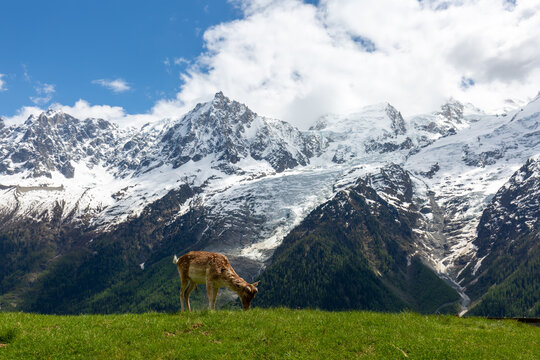Blick auf das Mont Blanc Massiv, mit Hirsch im Vordergrund