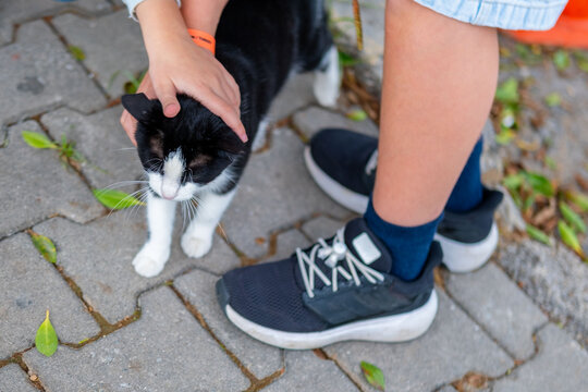 child hands stroking tabby Turkish street cat, stray animal care, tender petting moment, hotel resort garden, compassionate tourist interaction, outdoor pet friendship, Kindness love homeless pets