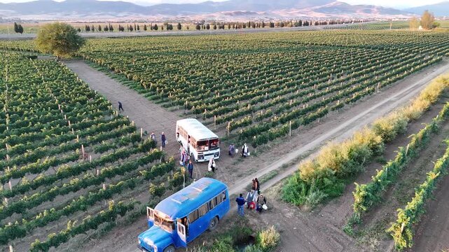 Elevated perspective of coaches transporting agricultural laborers to expansive viticulture estate during autumn yield