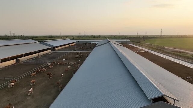 Aerial view of modern cattle farm with cows walking in outdoor corrals next to large barns at sunset