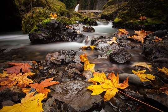 Fall Leaves along a Pacific Northwest river surrounded by trees in the forest