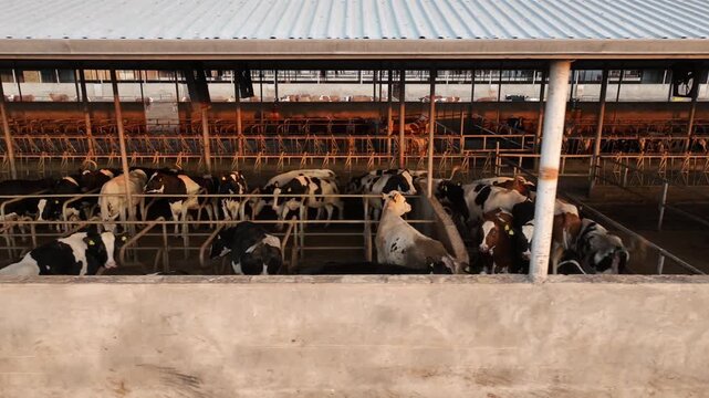Daylight illuminating cows and bulls in metal barn with open corrals at farm complex