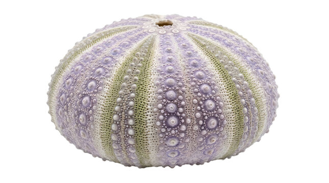Close up of a purple spiky sea urchin on white background