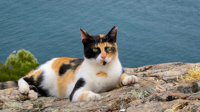Calico street cat resting on coastal rocks on the Princes Islands in Istanbul. The cat looking around with the Marmara Sea in the background on a clear day