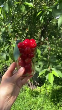 picking cherries in the orchard