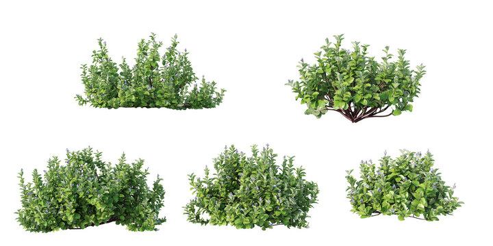 Vitex rotundifolia Flowering Coastal Shrubs with Purple Blooms Isolated on Transparent Background