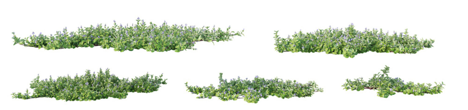Vitex rotundifolia Coastal Ground Cover with Purple Flowers Isolated on Transparent Background