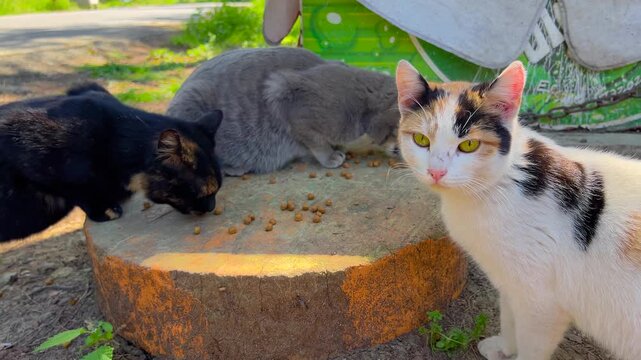 Group of stray cats eating dry food in wooded area of Princes Islands in Istanbul. Two cats feeding while cautious calico feline watching aside