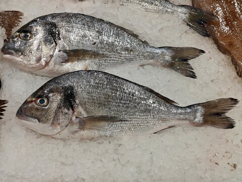 Fresh gilthead seabream fish on ice in a fish market stall