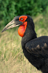 Ground hornbill largest species in the hornbill order  © Mark Butler 