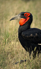 Ground hornbill largest species in the hornbill order  © Mark Butler 