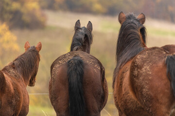 Pferde im Herbst © Nadine Haase