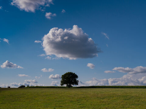 France, Normandy, solitary tree landscape
