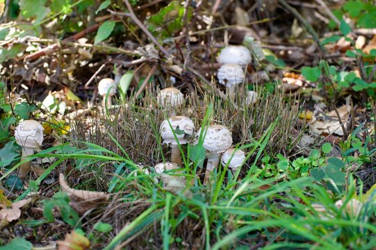 Young shaggy parasol mushrooms growing in grass and autumn leaves