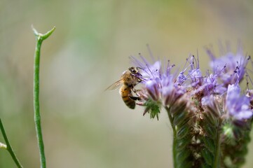 Honey bee collecting nectar on purple phacelia flower with copy space © byaz3