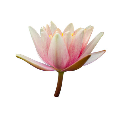Pink water lily flower isolated on white background, delicate Nymphaea bloom with soft petals and stem for botanical and floral design