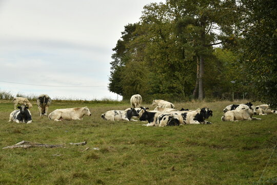 Troupeau de vaches laiti&egrave;res se reposant pr&egrave;s d'un bois &agrave; Villers-la-Ville (Nivelles)