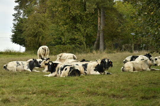 Troupeau de vaches laiti&egrave;res se reposant pr&egrave;s d'un bois &agrave; Villers-la-Ville (Nivelles)